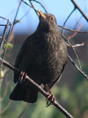 20160218 female blackbird